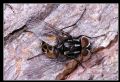 Graphomya maculata