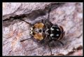 Graphomya maculata