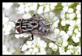 Graphomya maculata