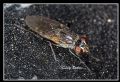 Lispe flavicincta (cfr.)