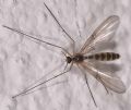 Mycomia sp. (cfr.)