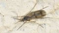 Mycetophila sp.  (cfr.)