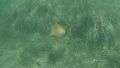 Aetomylaeus bovinus