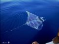 Mobula mobular