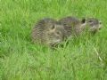 Myocastor coypus