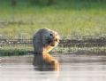 Myocastor coypus