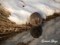 Myocastor coypus