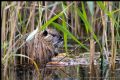 Myocastor coypus