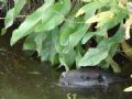 Myocastor coypus