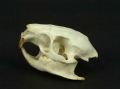 Myocastor coypus