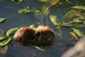 Myocastor coypus