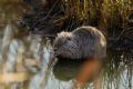 Myocastor coypus