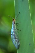 Megistopus flavicornis