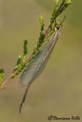 Macronemurus appendiculatus