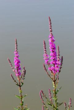 Lythraceae