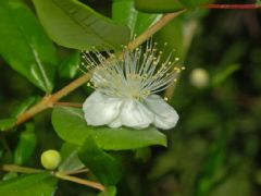 Myrtaceae