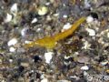 Leptomysis sp.