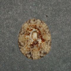 Nacellidae