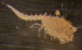 Nannastacus sp.