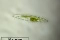 Navicula sp.