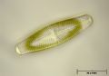 Navicula sp.