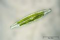 Navicula digitoradiata