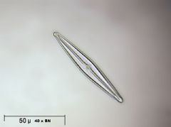 Naviculaceae