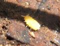 Bilobella aurantiaca
