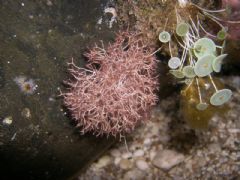 Liagoraceae