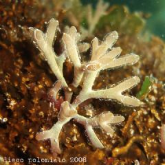 Scinaiaceae