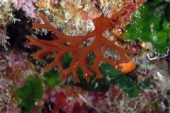 Nemastomataceae