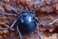 Nemastoma bimaculatum