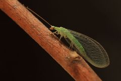 Chrysopidae