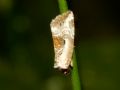 Elaphria venustula