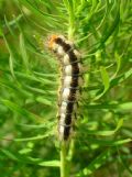 Acronicta euphorbiae