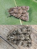 Acronicta auricoma