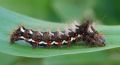 Acronicta rumicis