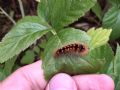 Acronicta (Viminia) auricoma