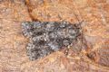 Acronicta (Viminia) rumicis