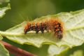 Acronicta (Viminia) auricoma