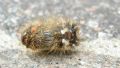 Acronicta rumicis