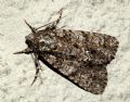 Acronicta rumicis