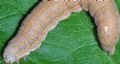 Aedia leucomelas