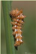 Acronicta rumicis