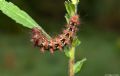 Acronicta rumicis