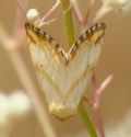 Aegle vespertinalis