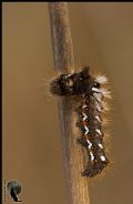 Acronicta rumicis