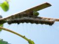 Acronicta tridens