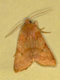 Agrochola helvola