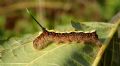 Acronicta (Triaena) cuspis